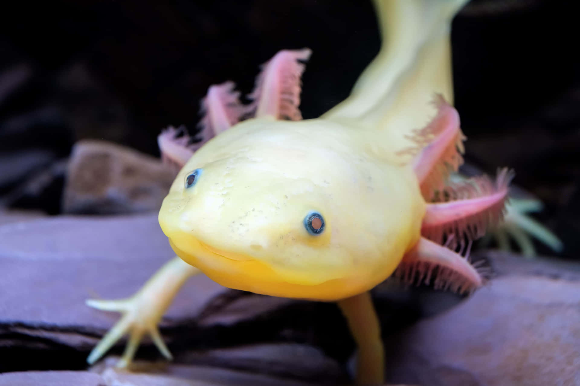 Einwunderschönes Nahaufnahme Eines Axolotls.