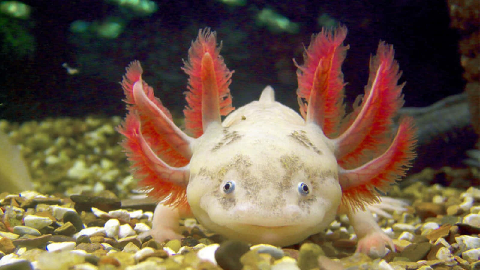 Absolutentzückender Axolotl