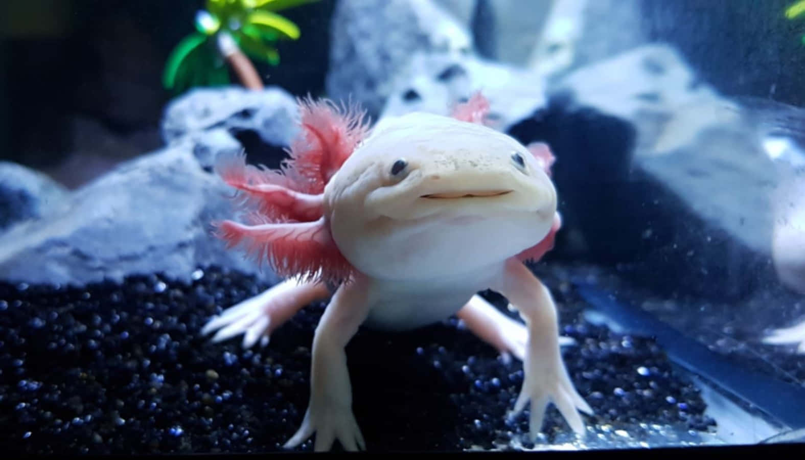A bright pink Axolotl basking in the sun