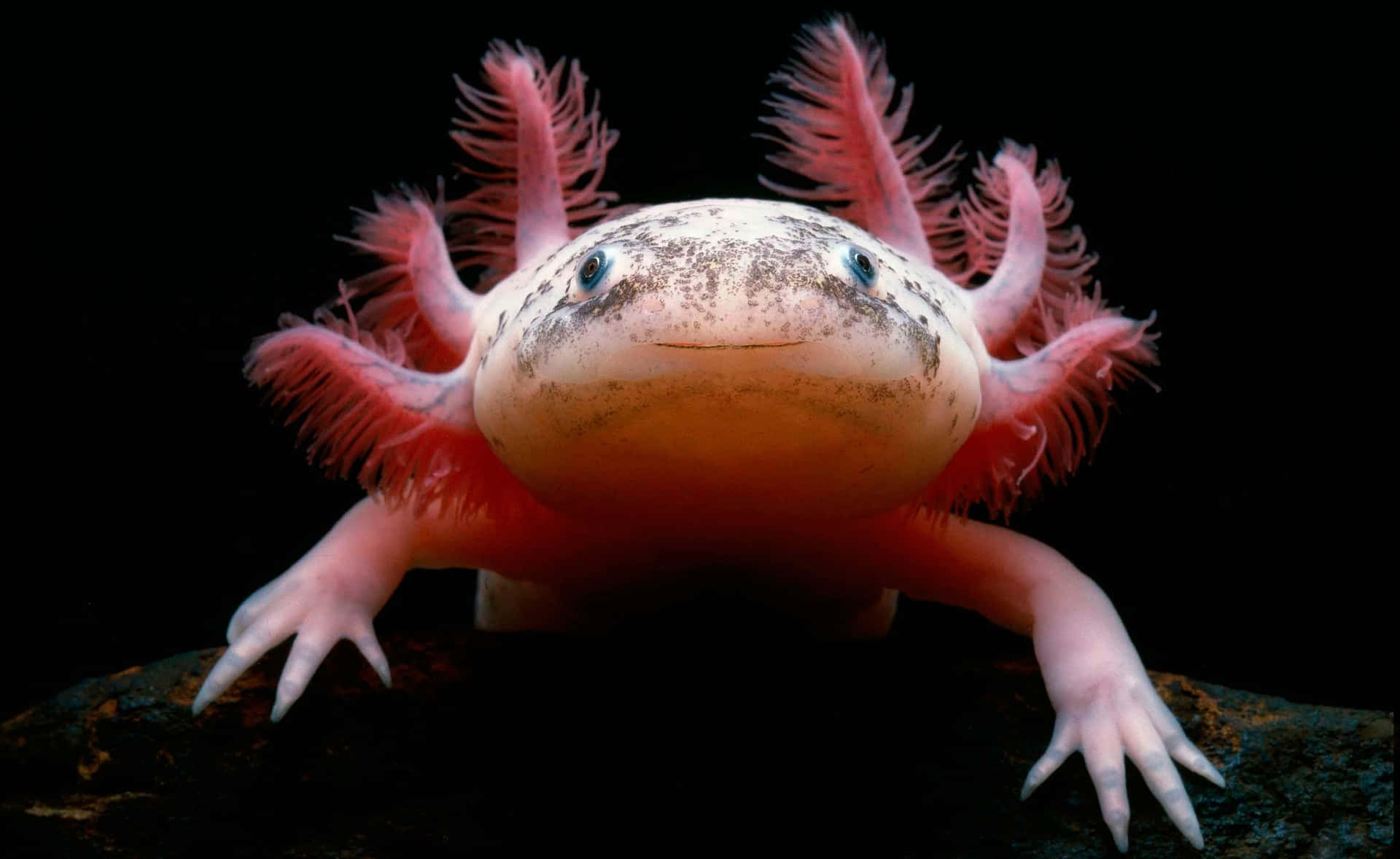 Willkommenin Der Welt Der Axolotl!