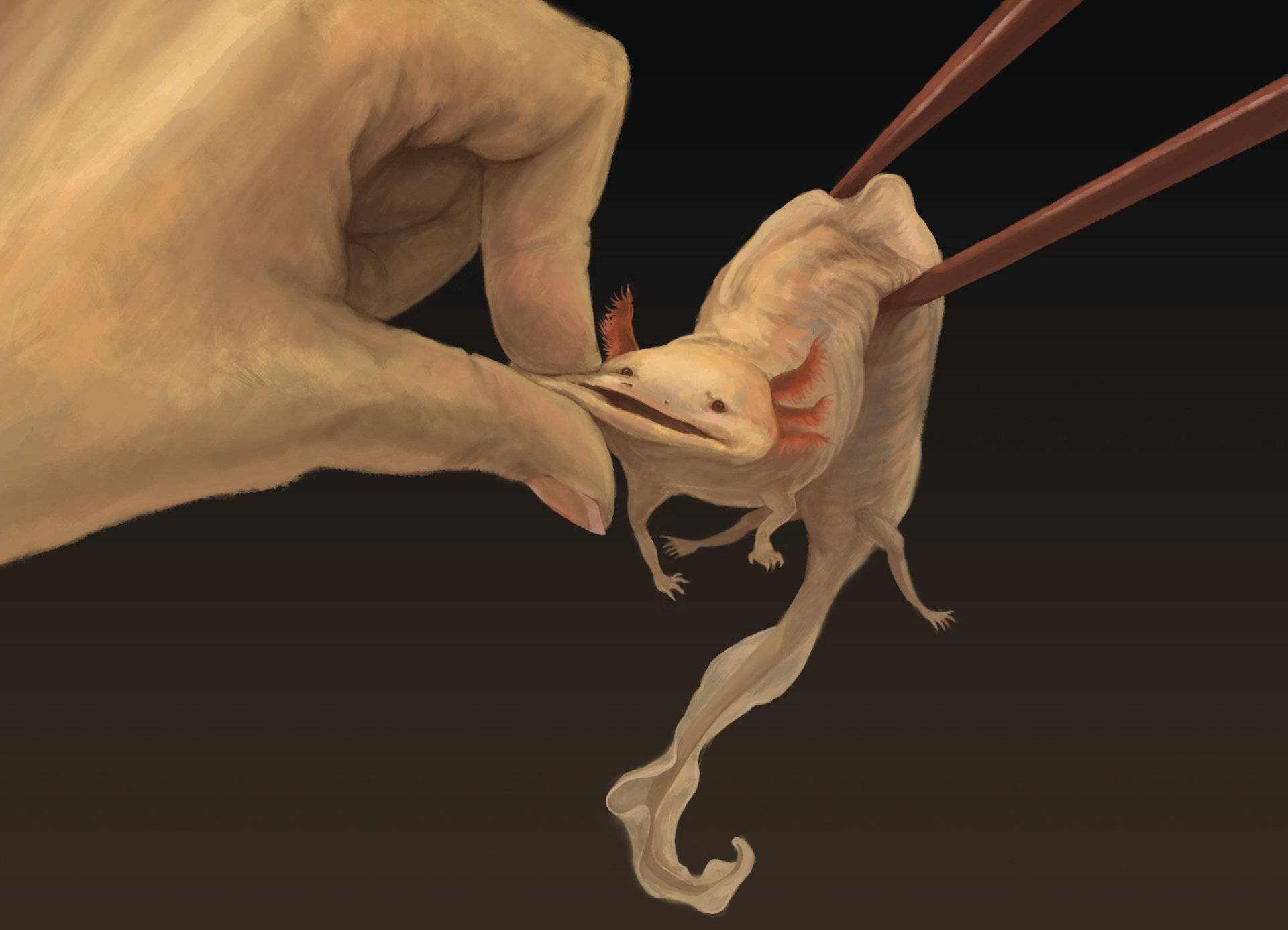 Axolotl Pinched With Chopsticks Wallpaper
