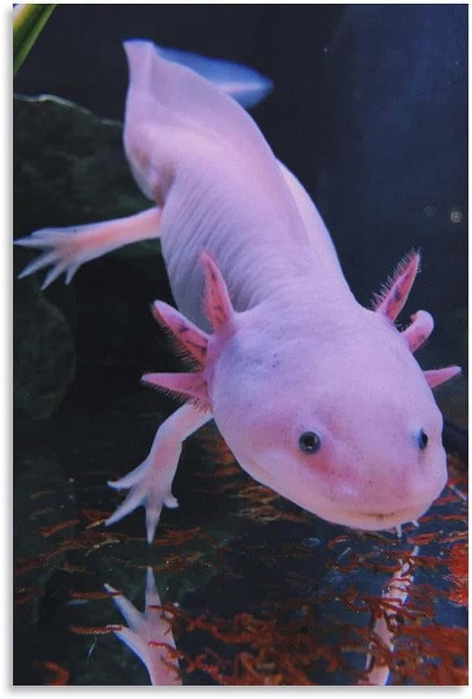 Axolotlin Aquatic Environment Wallpaper