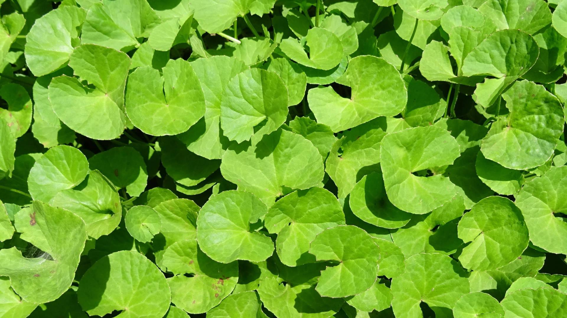 Ayurveda Hd Green Medicinal Leaves Wallpaper