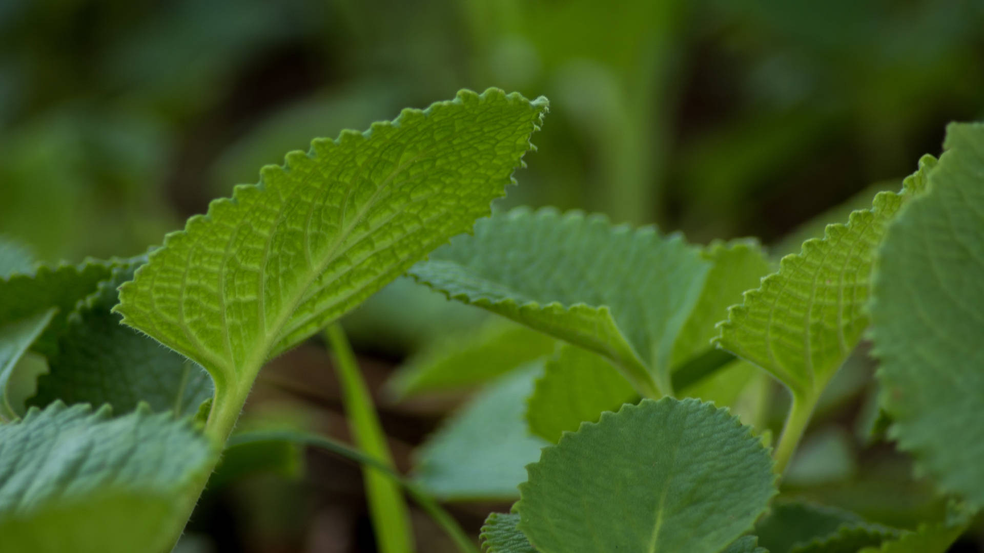 A close-up view of Indian Borage (Ajwain) plant, an important herb in Ayurveda. Wallpaper