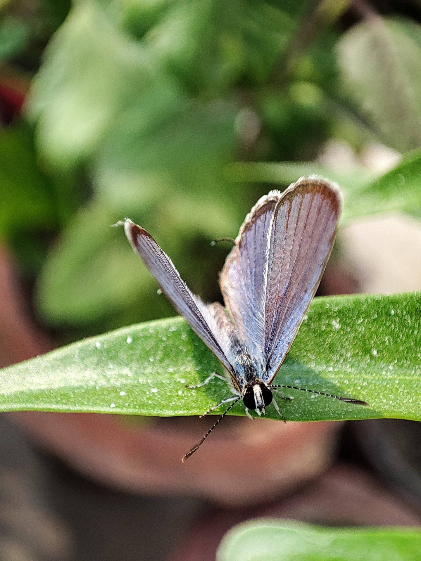 Azure Aesthetic Butterfly