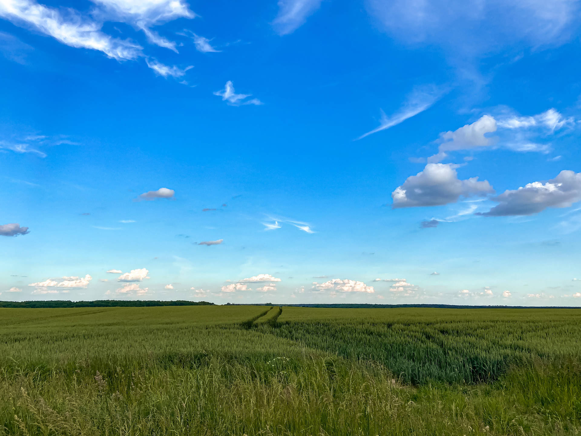 Azure Sky With Green Field Wallpaper