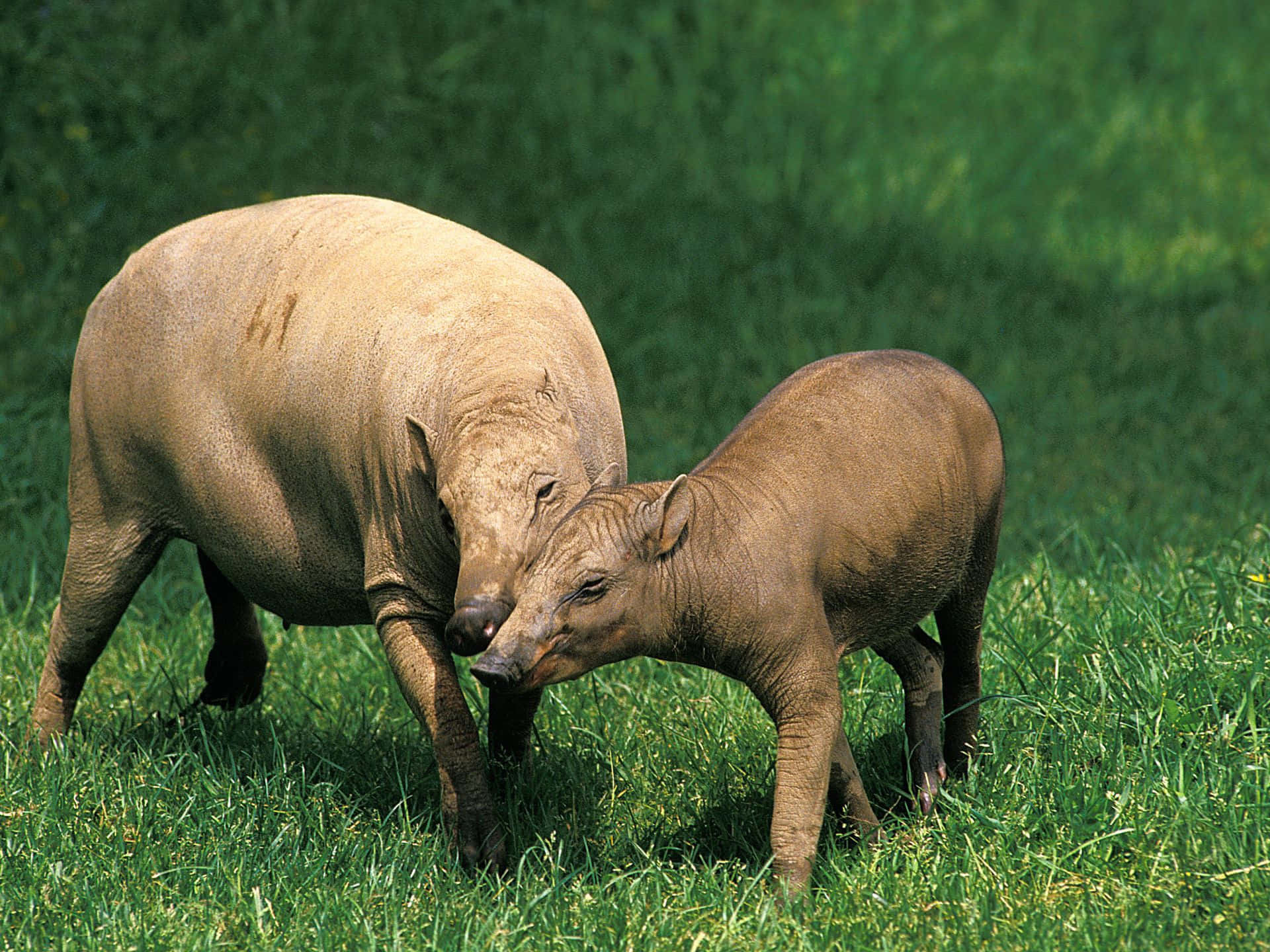 Babirusa_ Adult_and_ Young_ Grazing.jpg Wallpaper