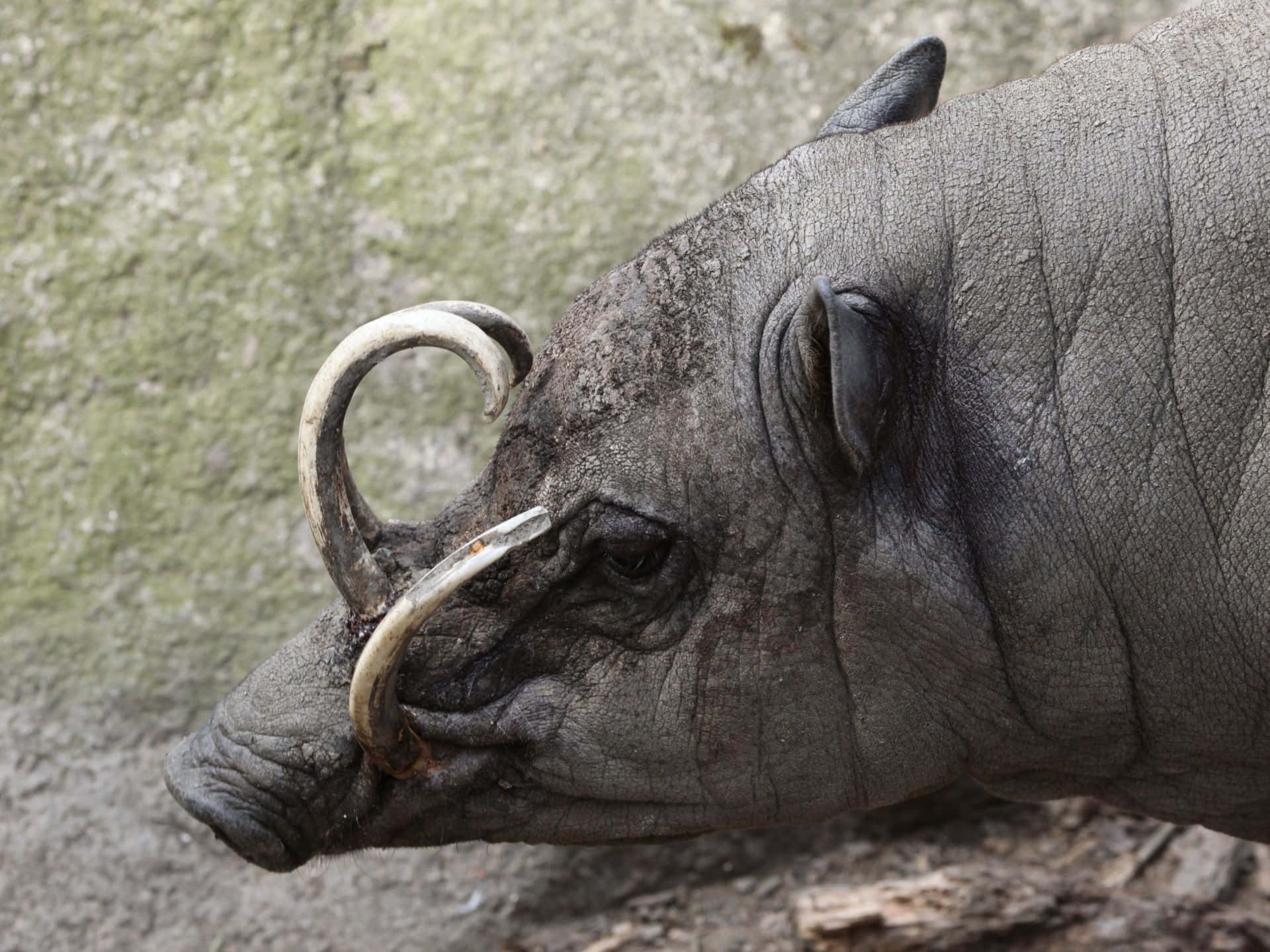 Babirusa Close Up Profile Wallpaper