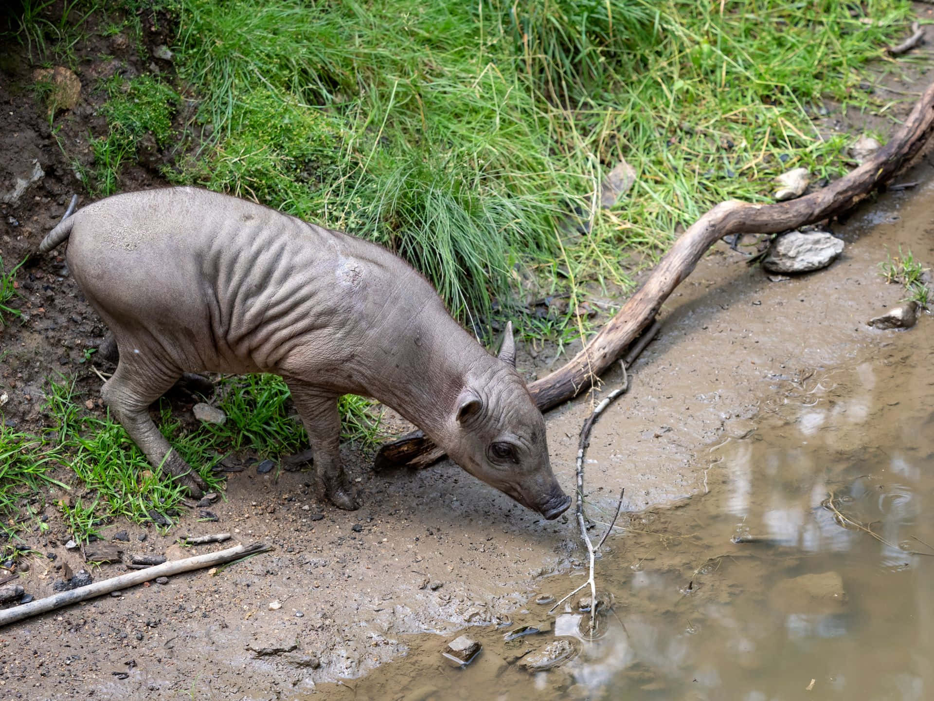 Babirusa Drinking Water Wallpaper