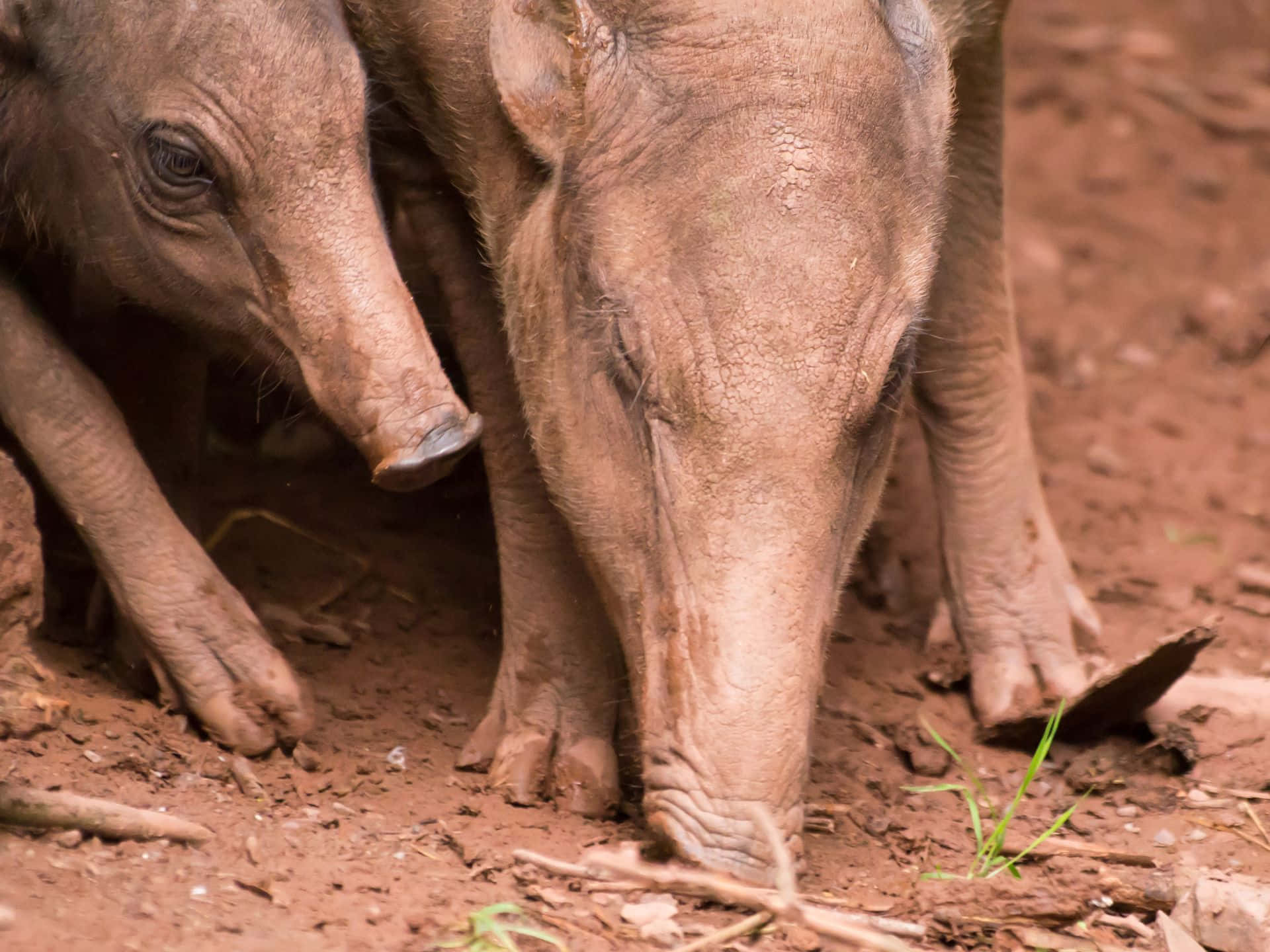 Babirusa Duo Foraging Wallpaper