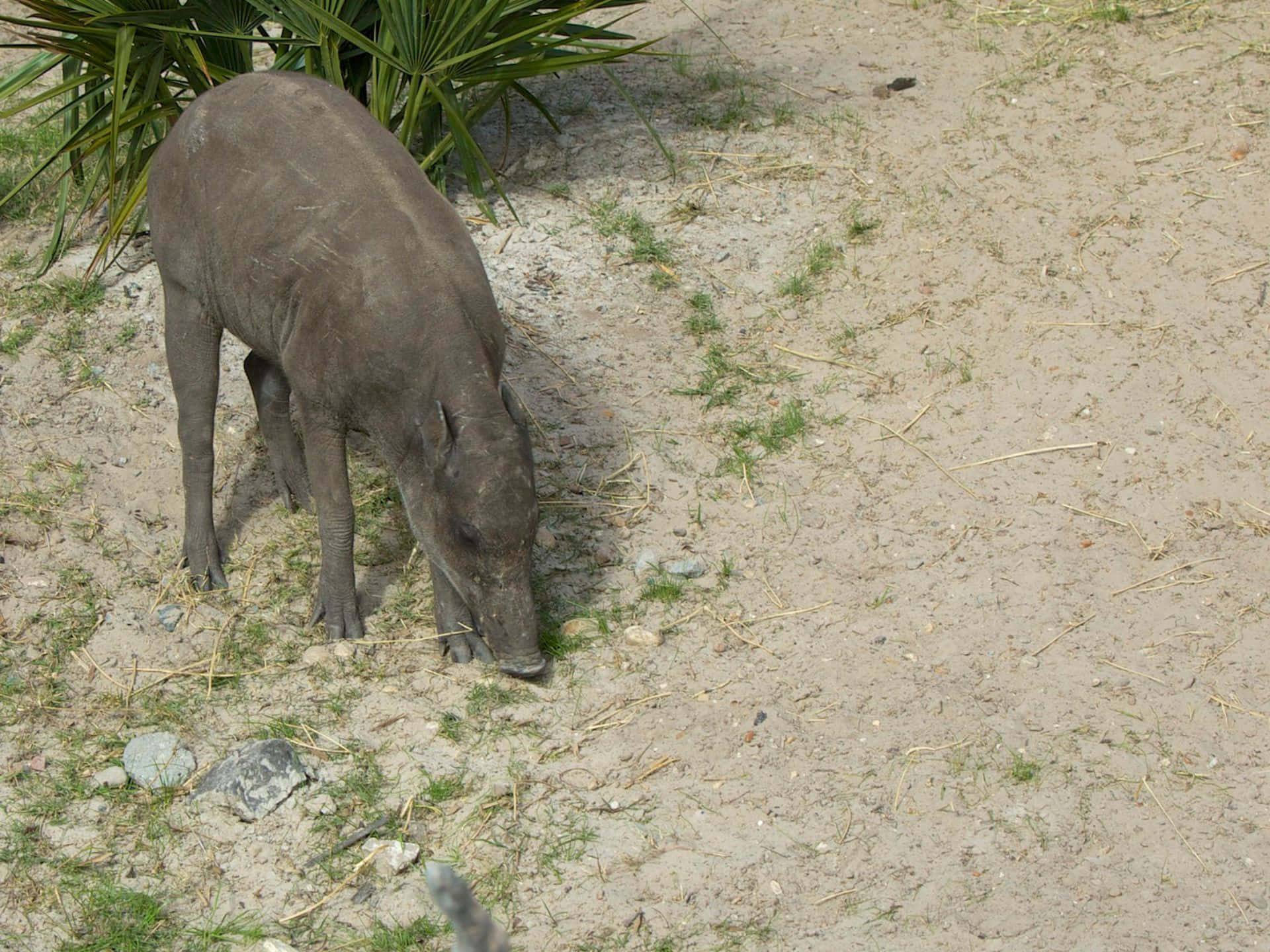 Babirusa Grazingin Habitat.jpg Wallpaper