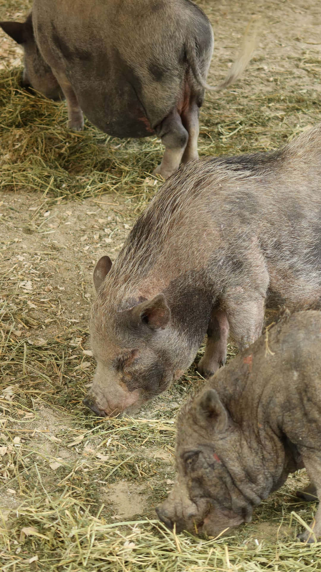 Babirusa_ Herd_ Grazing_ Singapore_ Zoo Wallpaper