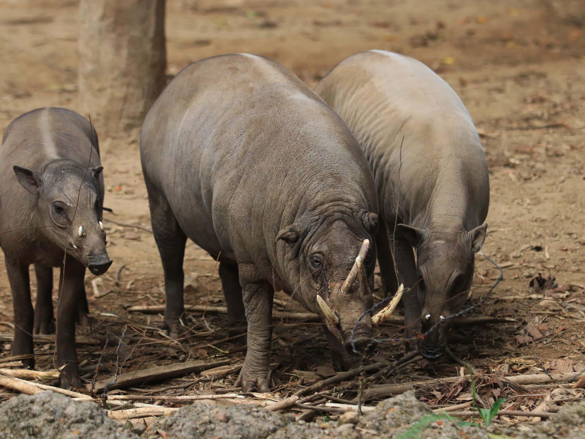 Babirusa_ Herd_in_ Natural_ Habitat.jpg Wallpaper