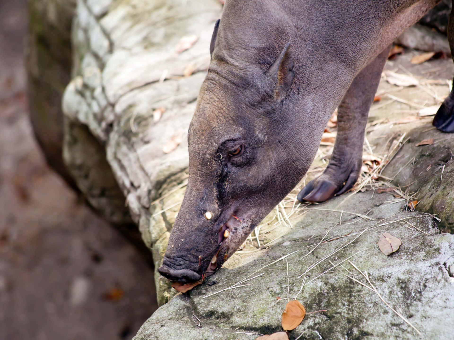 Babirusa On Rocks Wallpaper