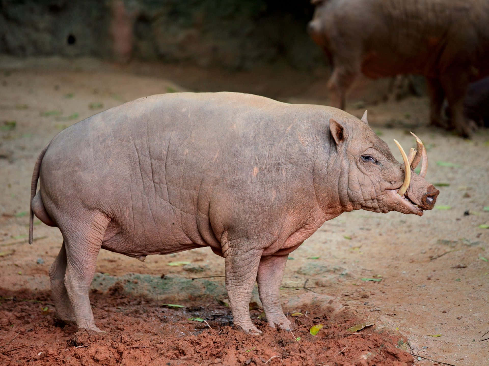 Babirusa Standingon Soil Wallpaper