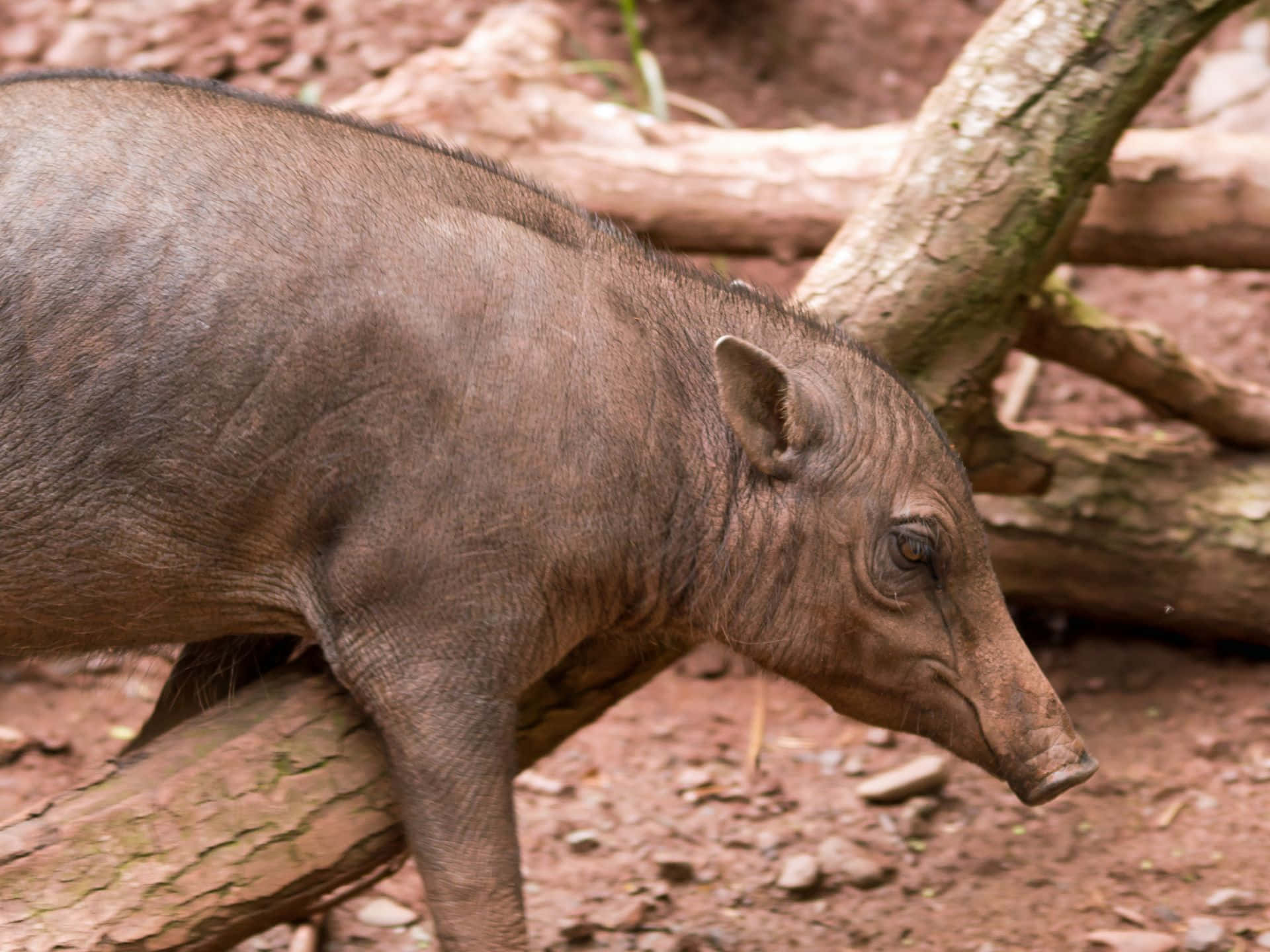 Babirusa Walking Through Habitat Wallpaper