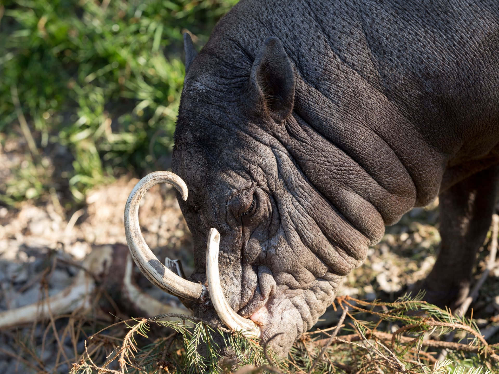 Babirusa_with_ Curled_ Tusks Wallpaper