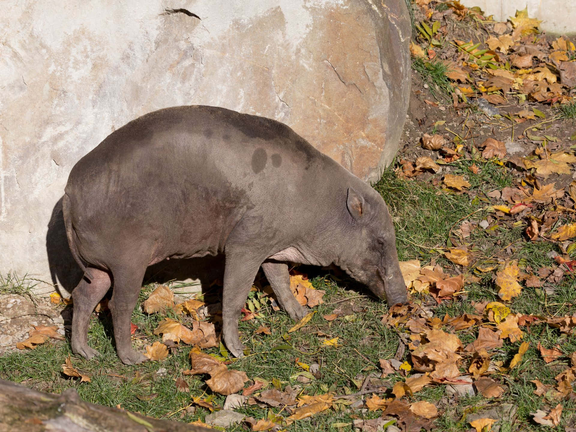 Babirusain Autumn Leaves Wallpaper