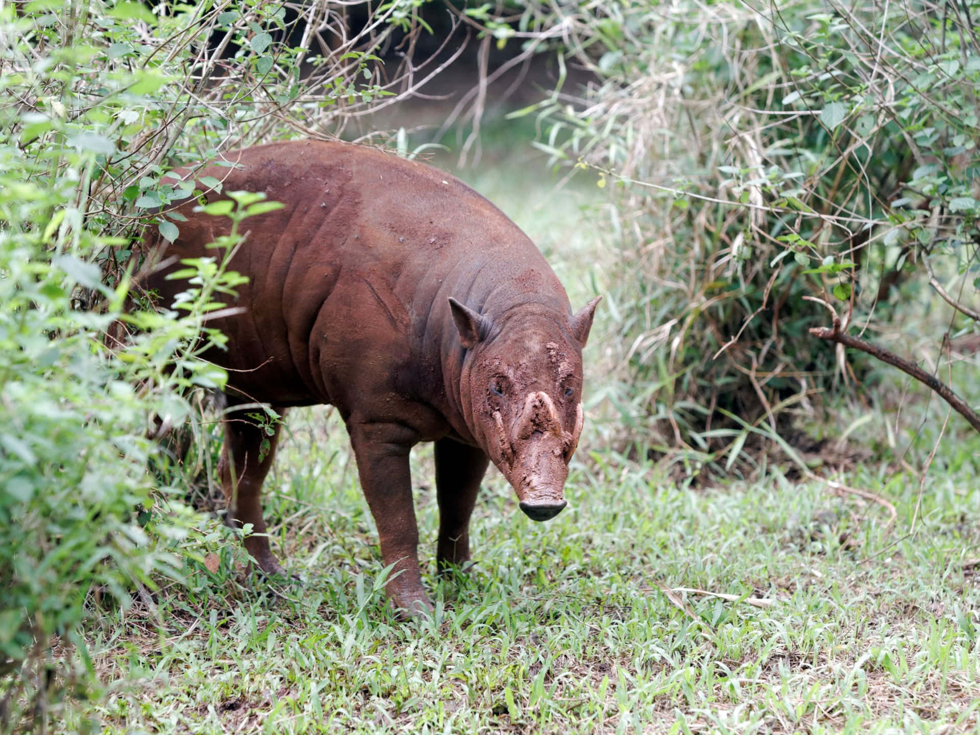 Babirusain Natural Habitat Wallpaper