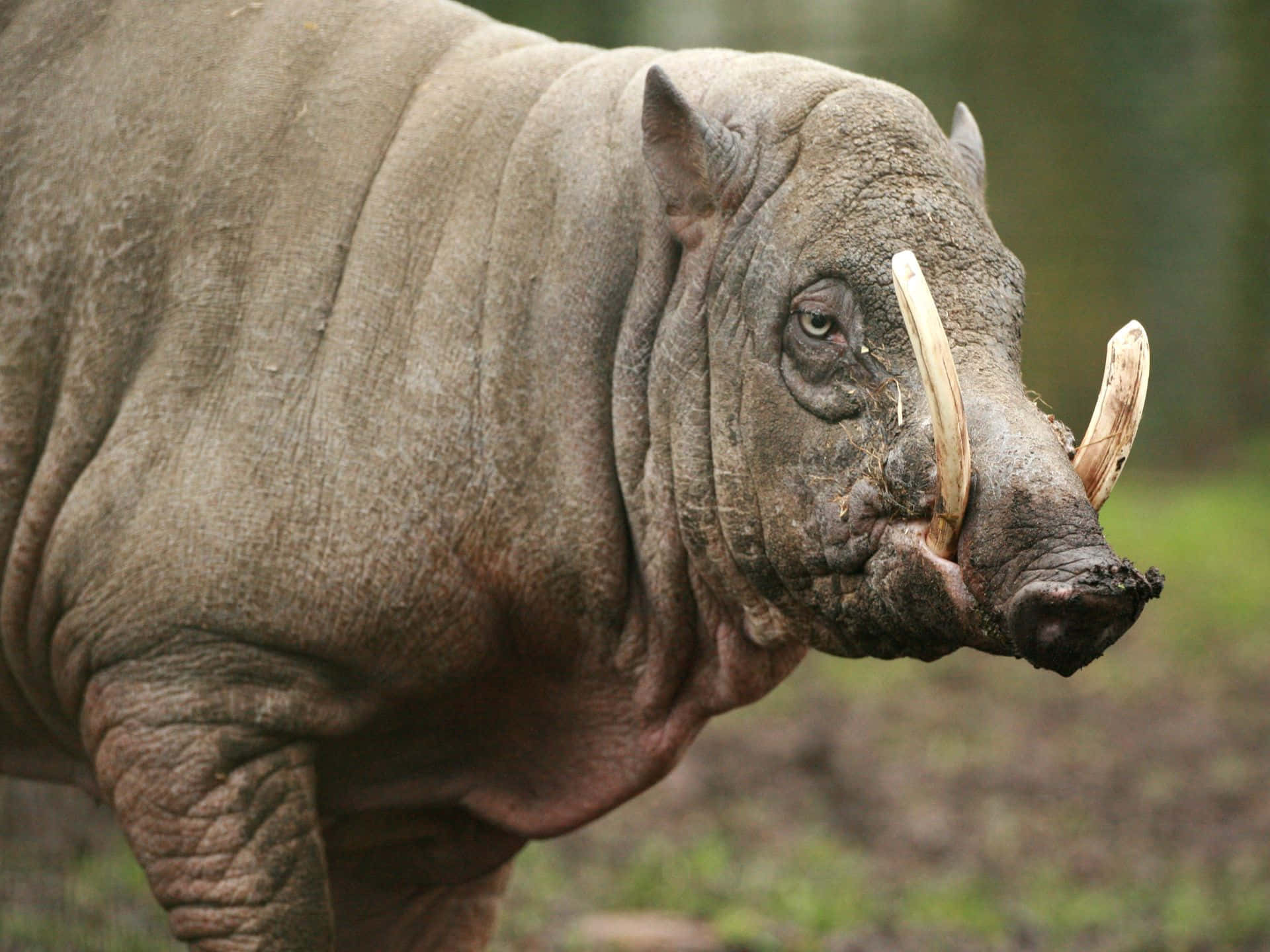 Babirusain Natural Habitat Wallpaper