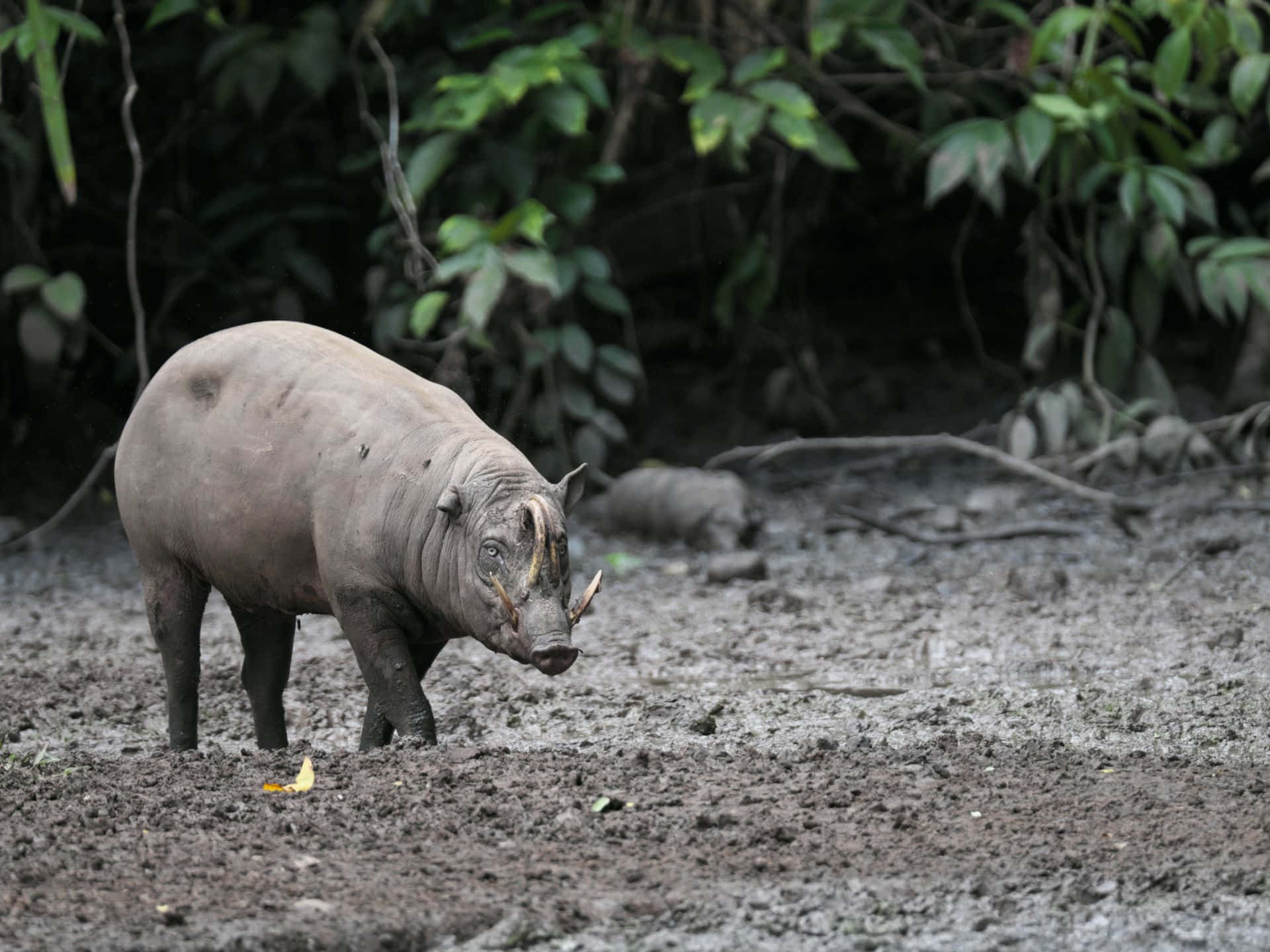 Babirusain Natural Habitat Wallpaper