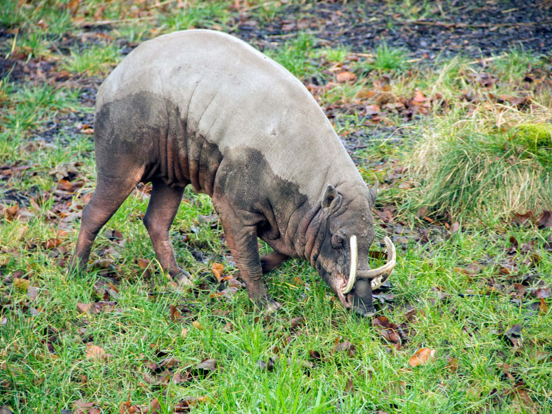 Babirusain Natural Habitat.jpg Wallpaper