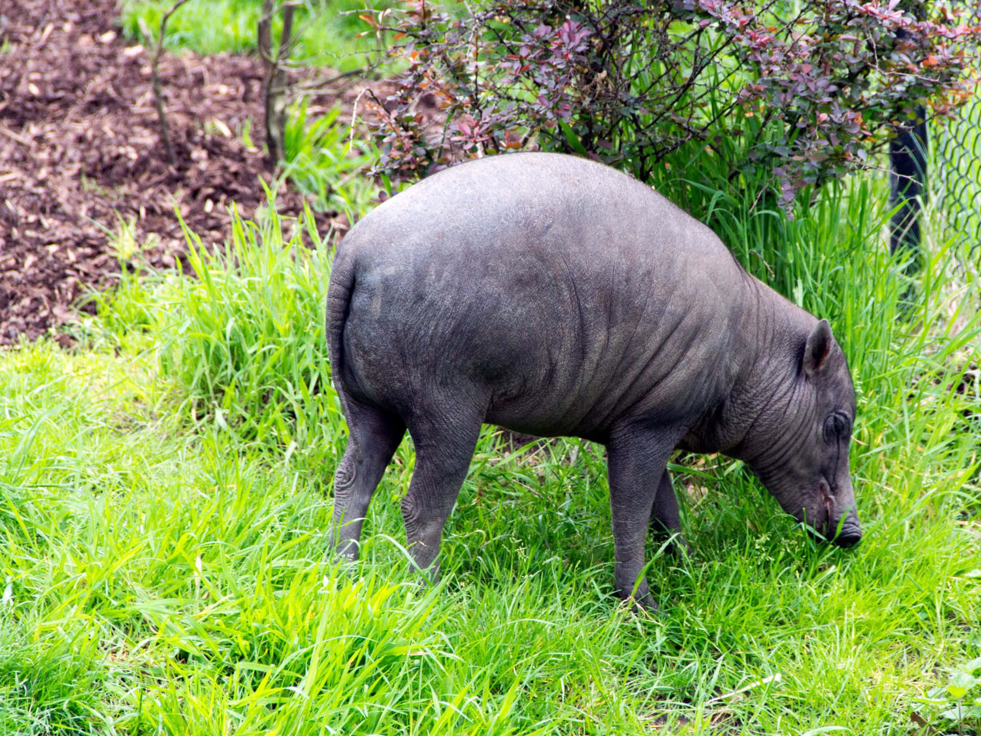 Babirusain Natural Habitat.jpg Wallpaper