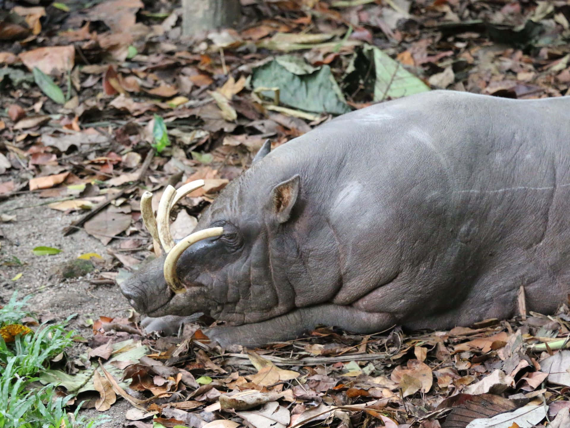 Babirusain Natural Habitat.jpg Wallpaper