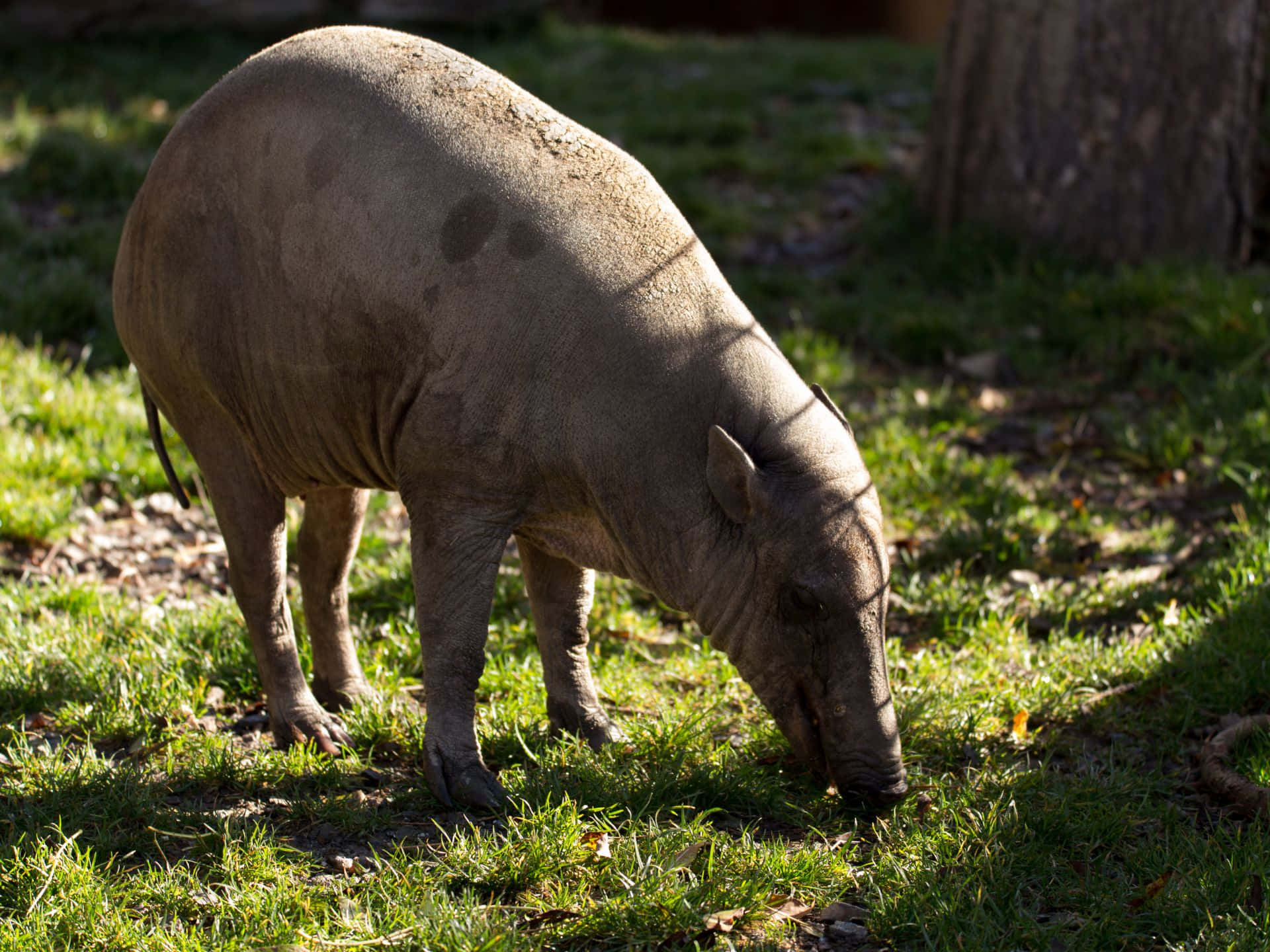 Babirusain Natural Habitat Wallpaper