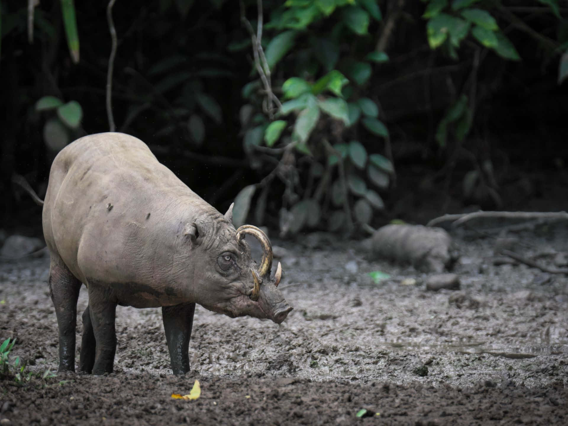 Babirusain Natural Habitat Wallpaper