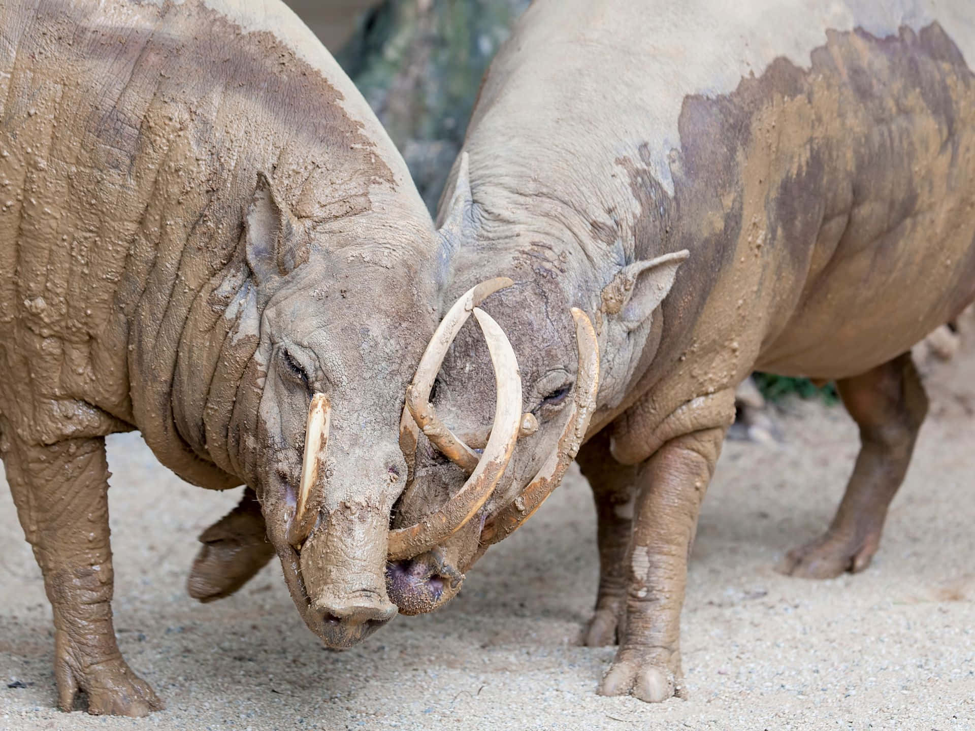 Babirusas Mud Covered Tusks Wallpaper