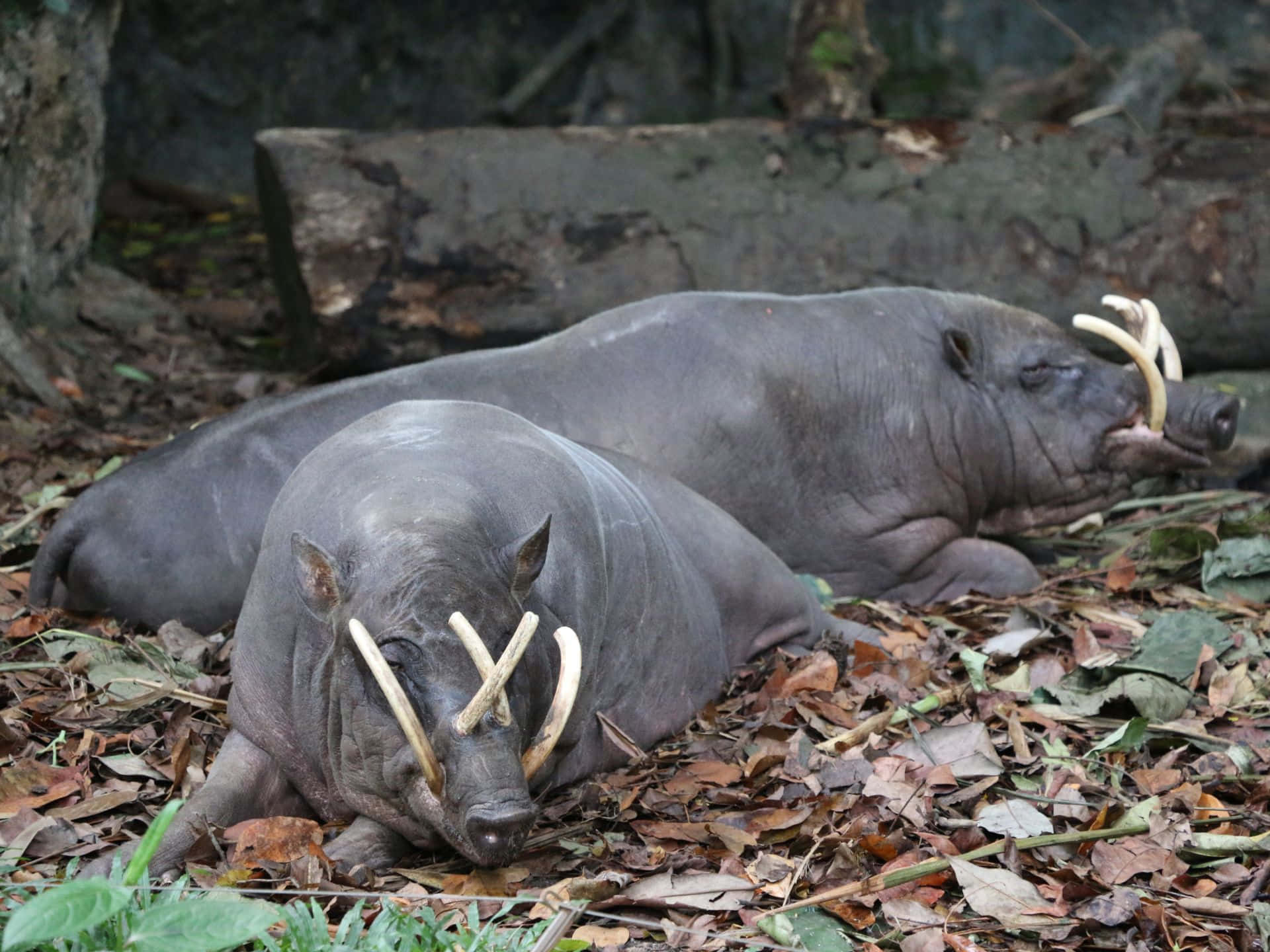 Babirusas Restingin Habitat Wallpaper