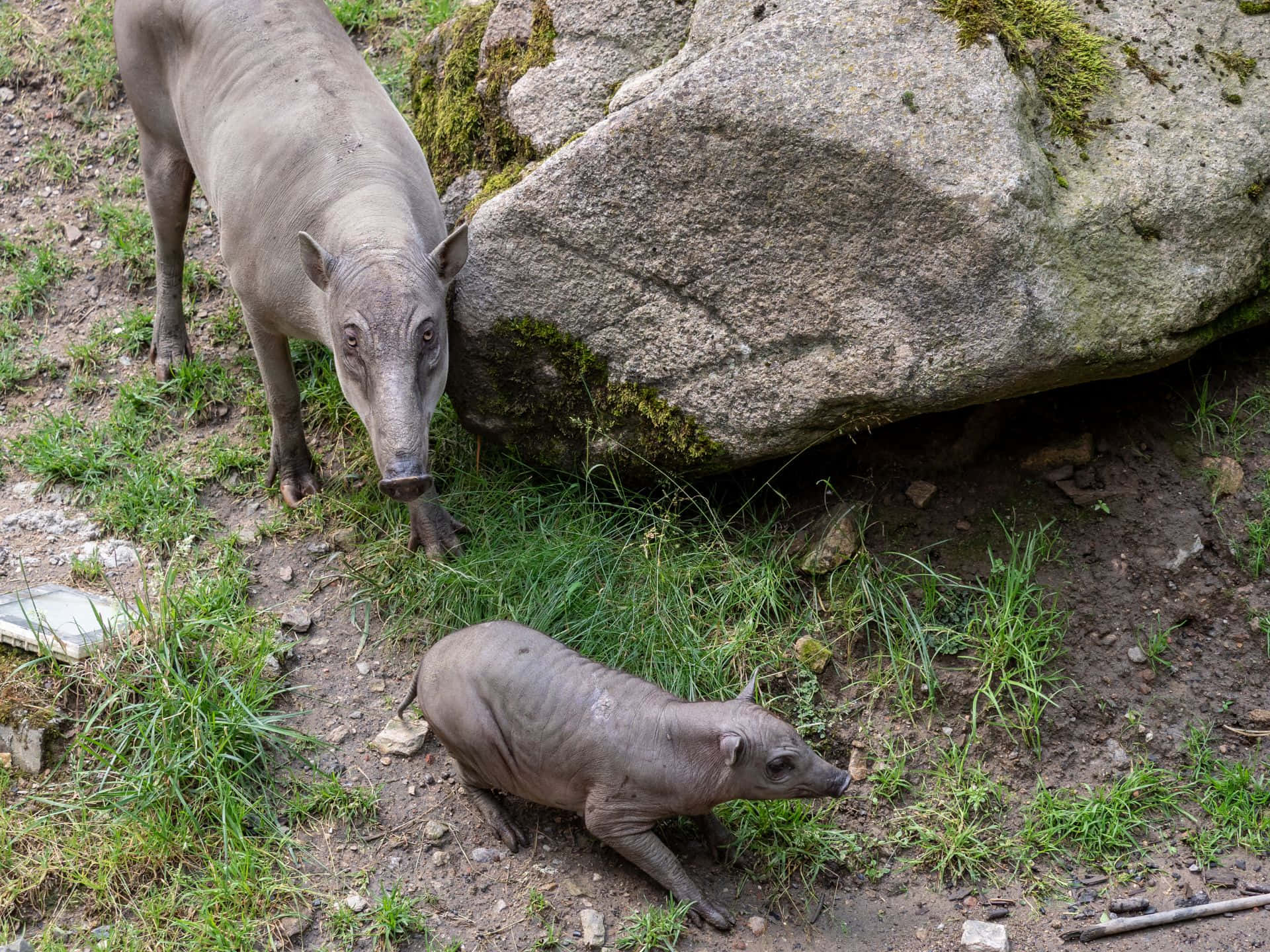 Babirusasin Habitat Wallpaper