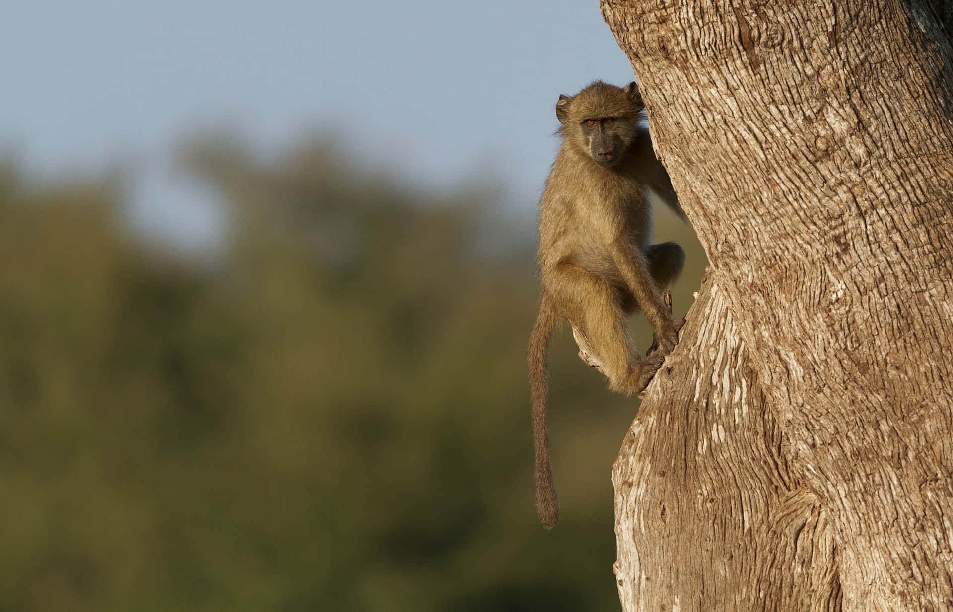 Baboon Climbing Tree Wallpaper