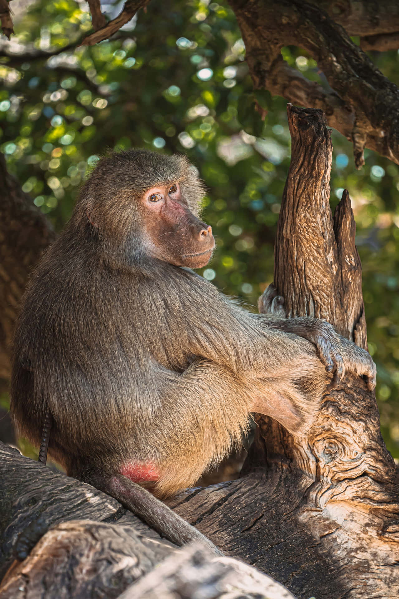 Baboon Contemplationin Tree Wallpaper