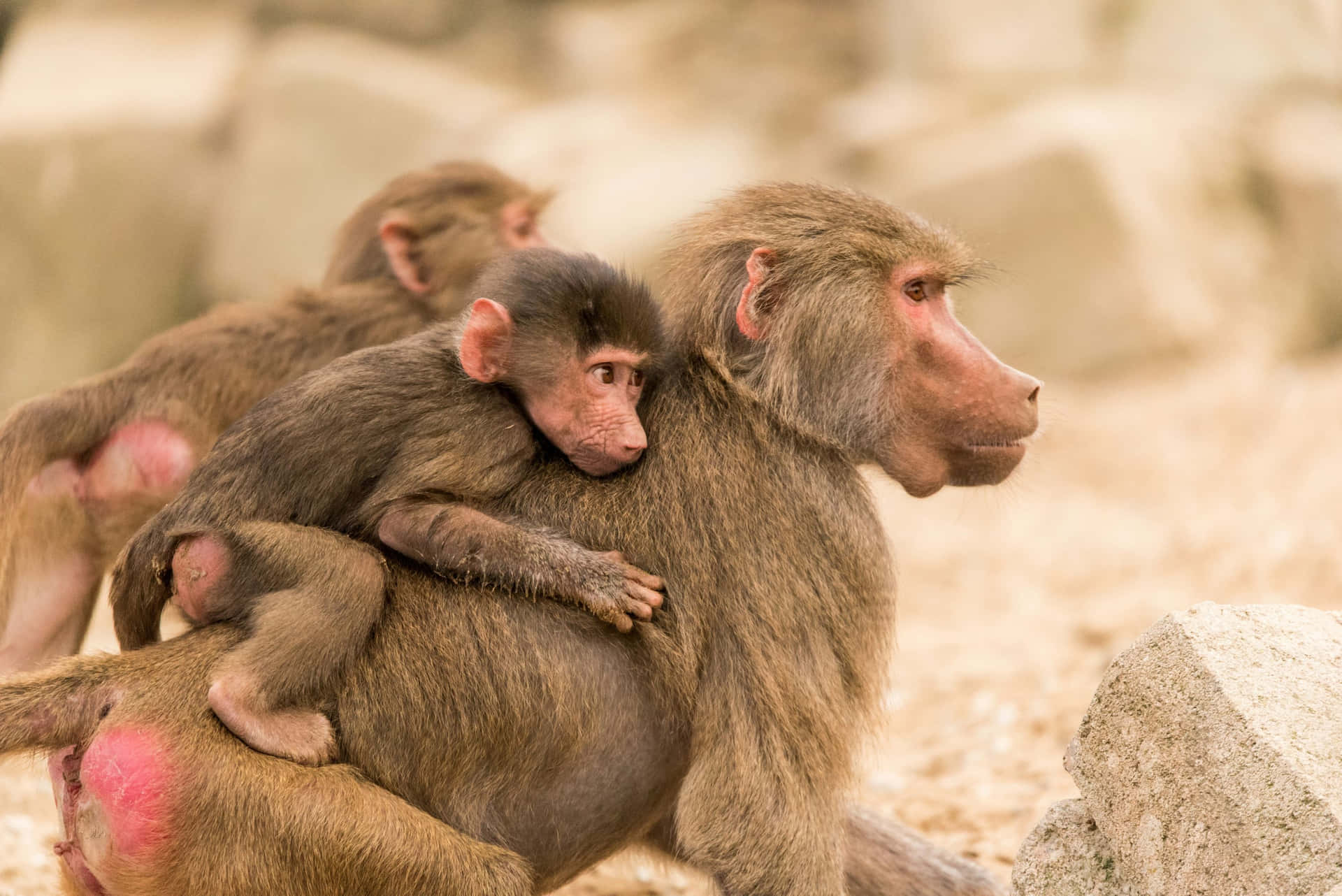 Baboon Family Bonding Wallpaper