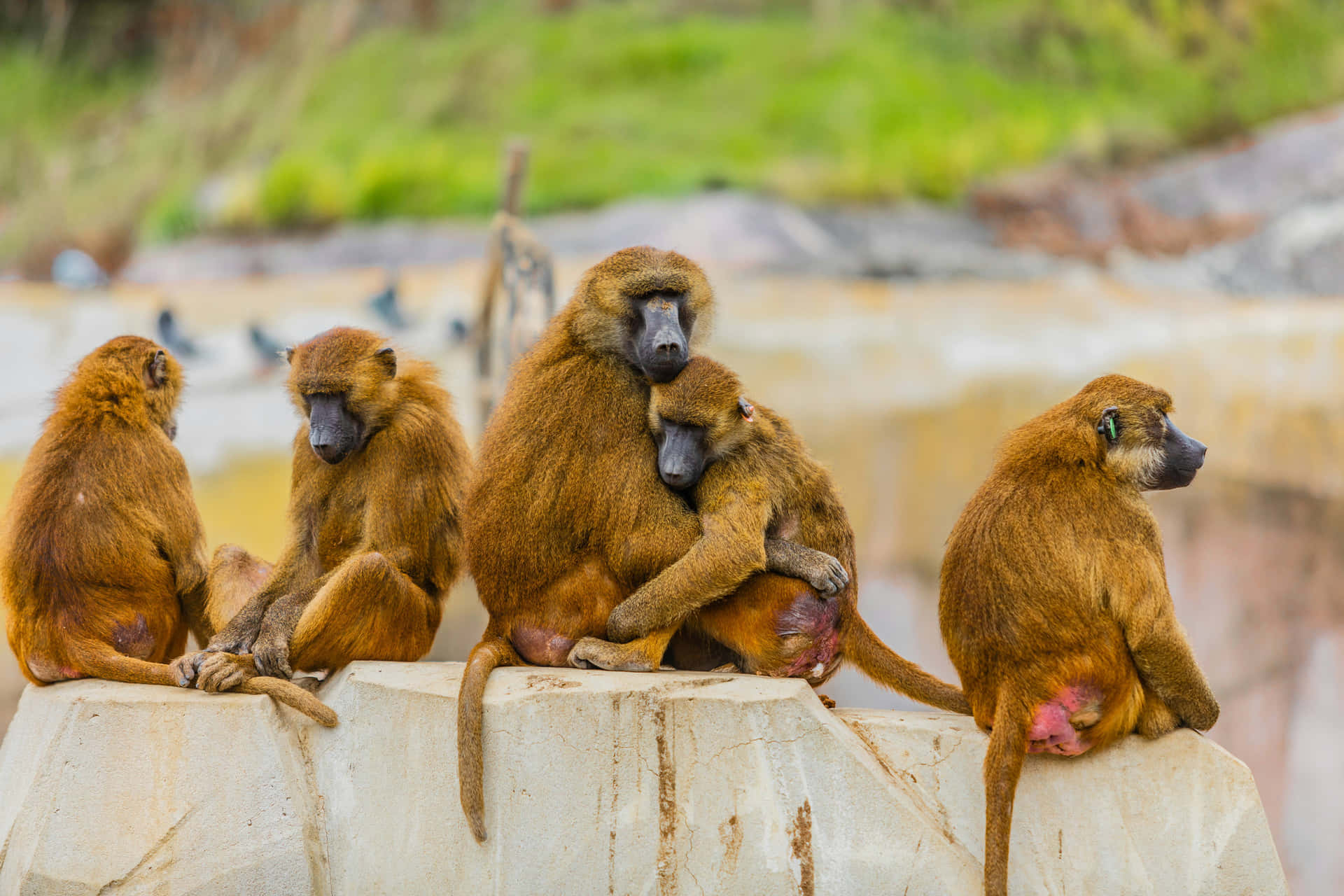 Baboon Family Gathering Wallpaper