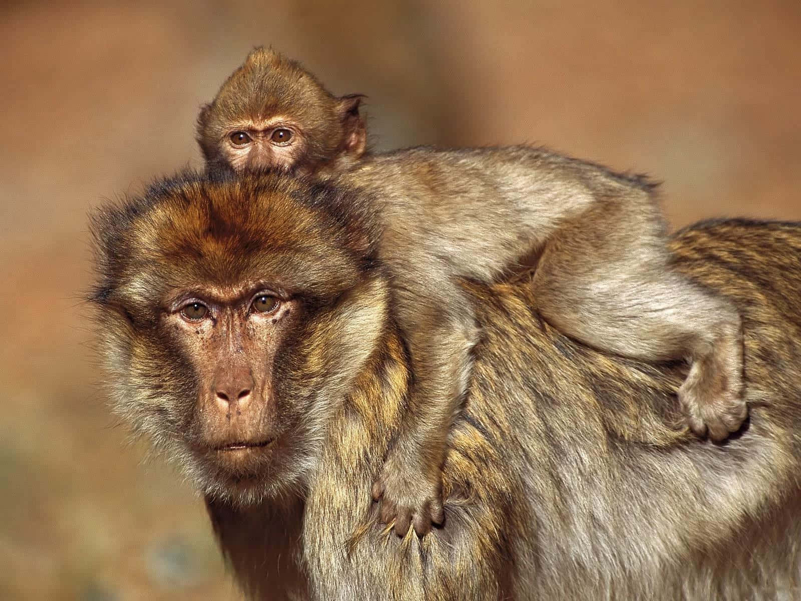 Baboon Motherand Infant Wallpaper