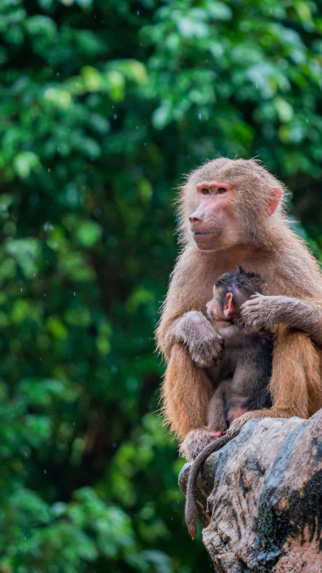 Baboon Motherand Infant Singapore Zoo Wallpaper