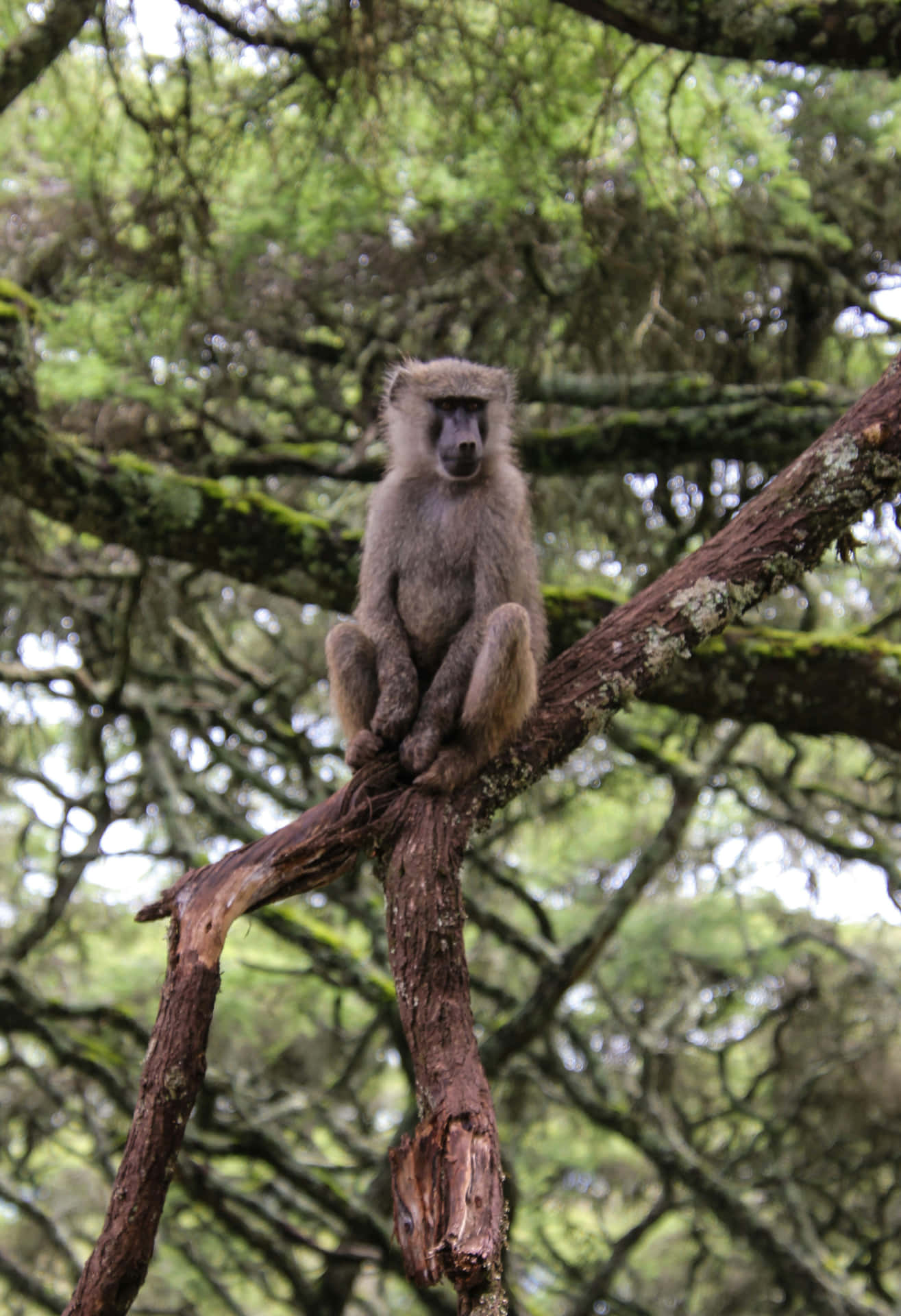 Baboon_ Perched_on_ Tree_ Branch Wallpaper