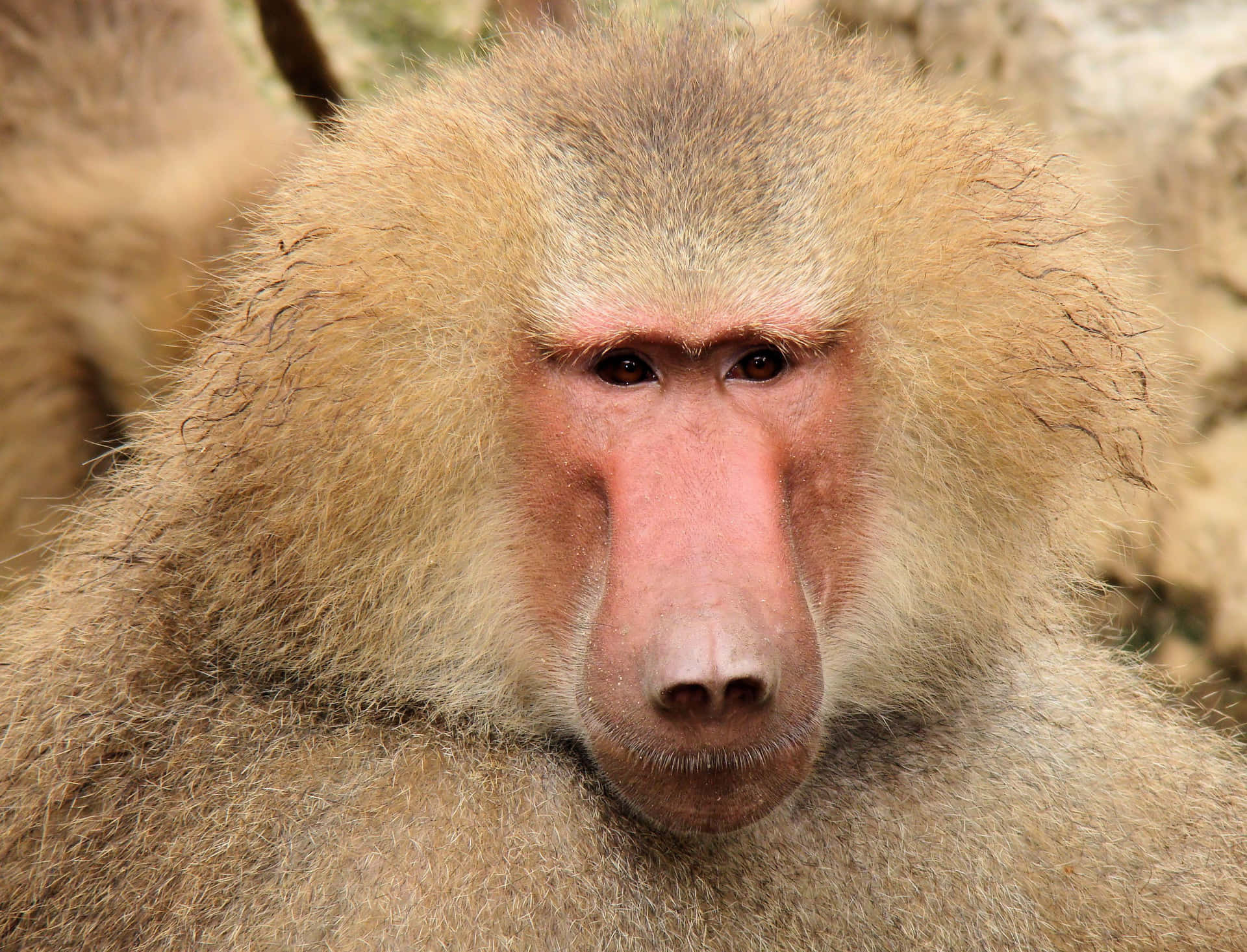 Baboon Portrait Close Up Wallpaper