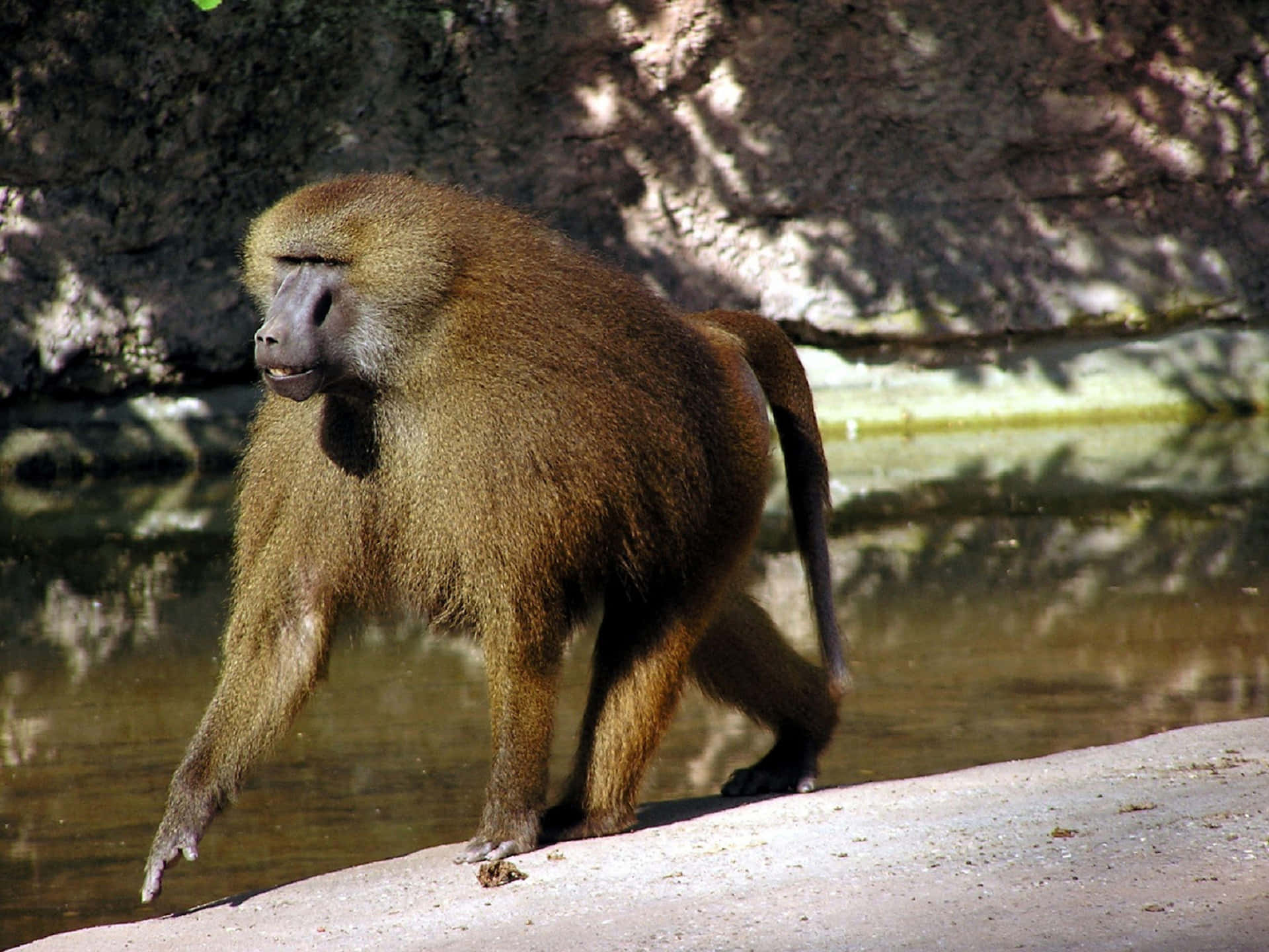 Baboon Walking By Water Wallpaper