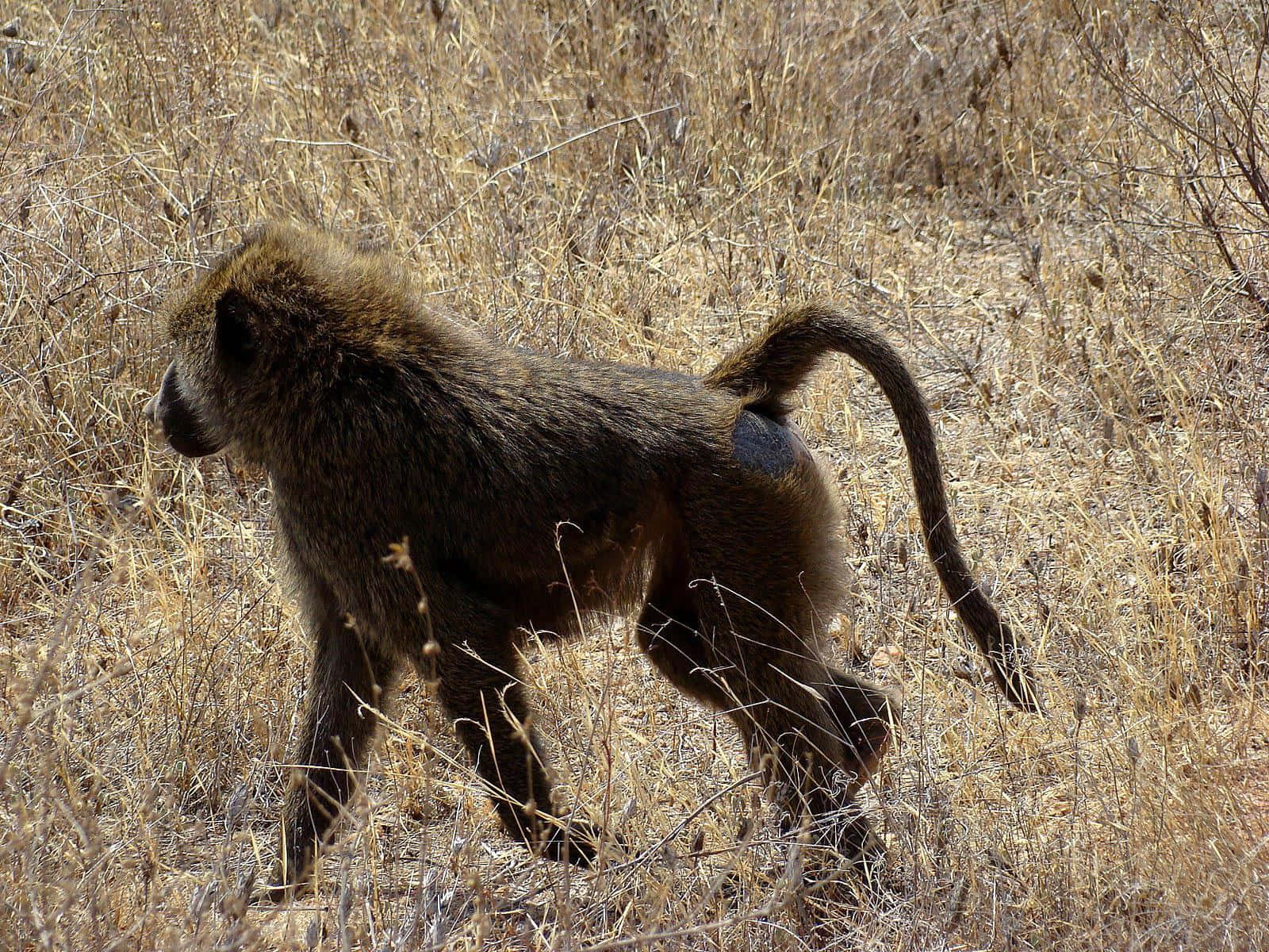 Baboon_ Walking_in_ Savannah Wallpaper