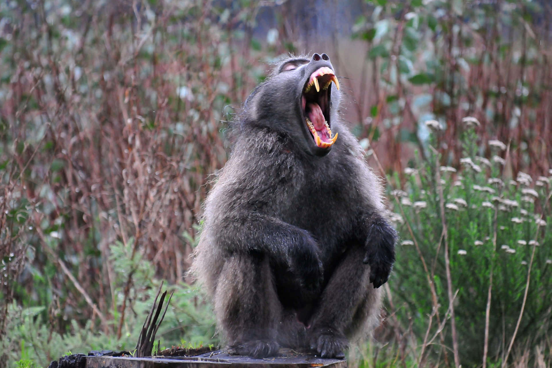 Baboon Yawning Nature Backdrop Wallpaper