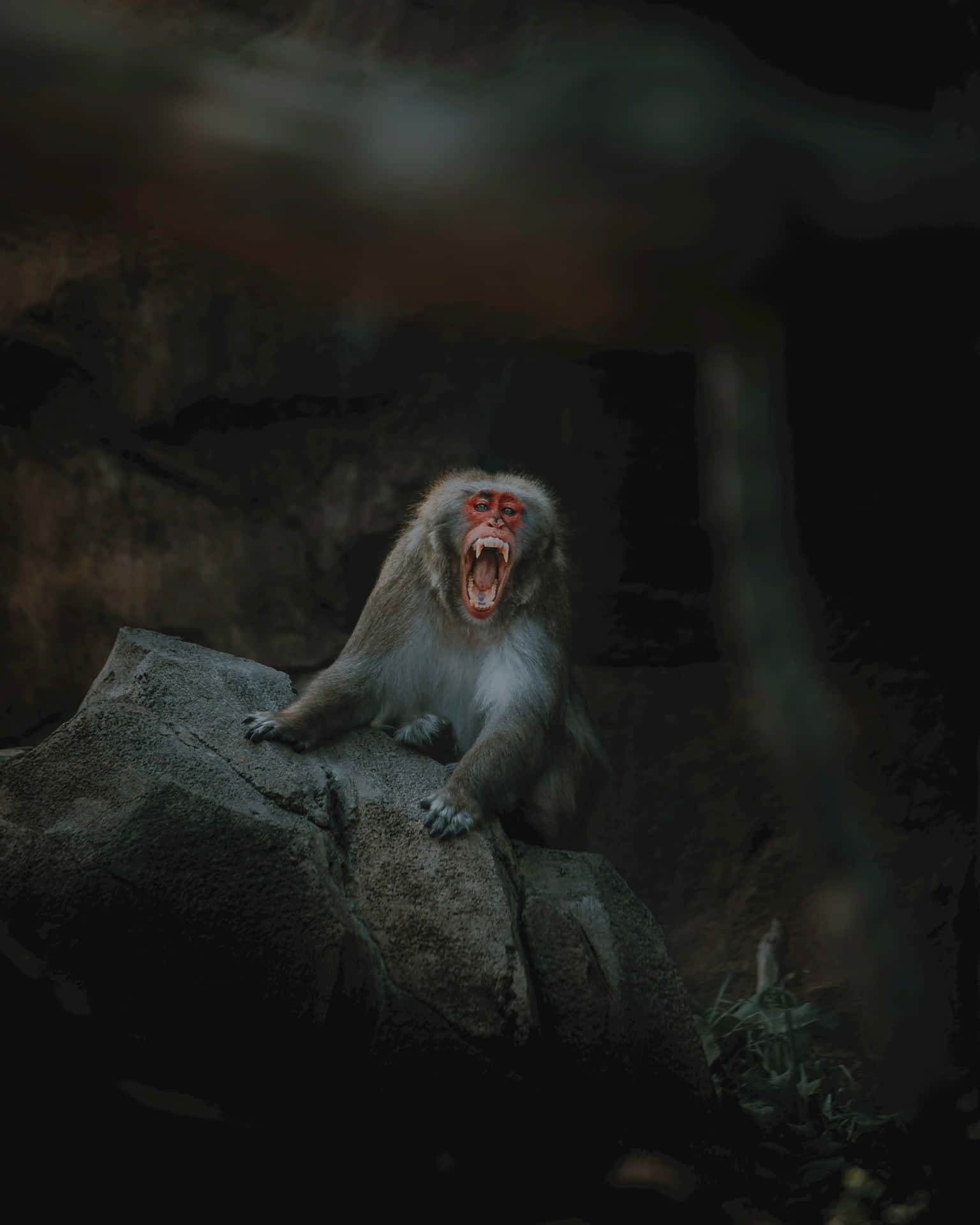 Baboon_ Yawning_on_ Rock Wallpaper