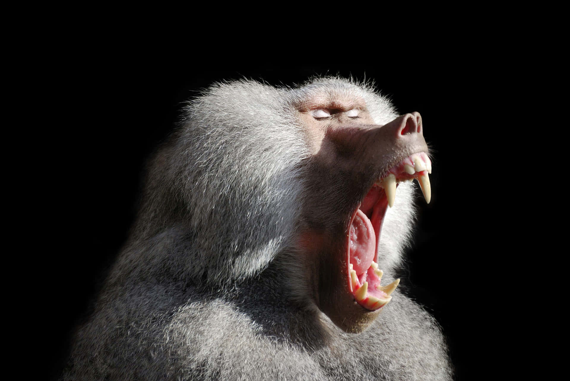 Baboon Yawningin Darkness Wallpaper