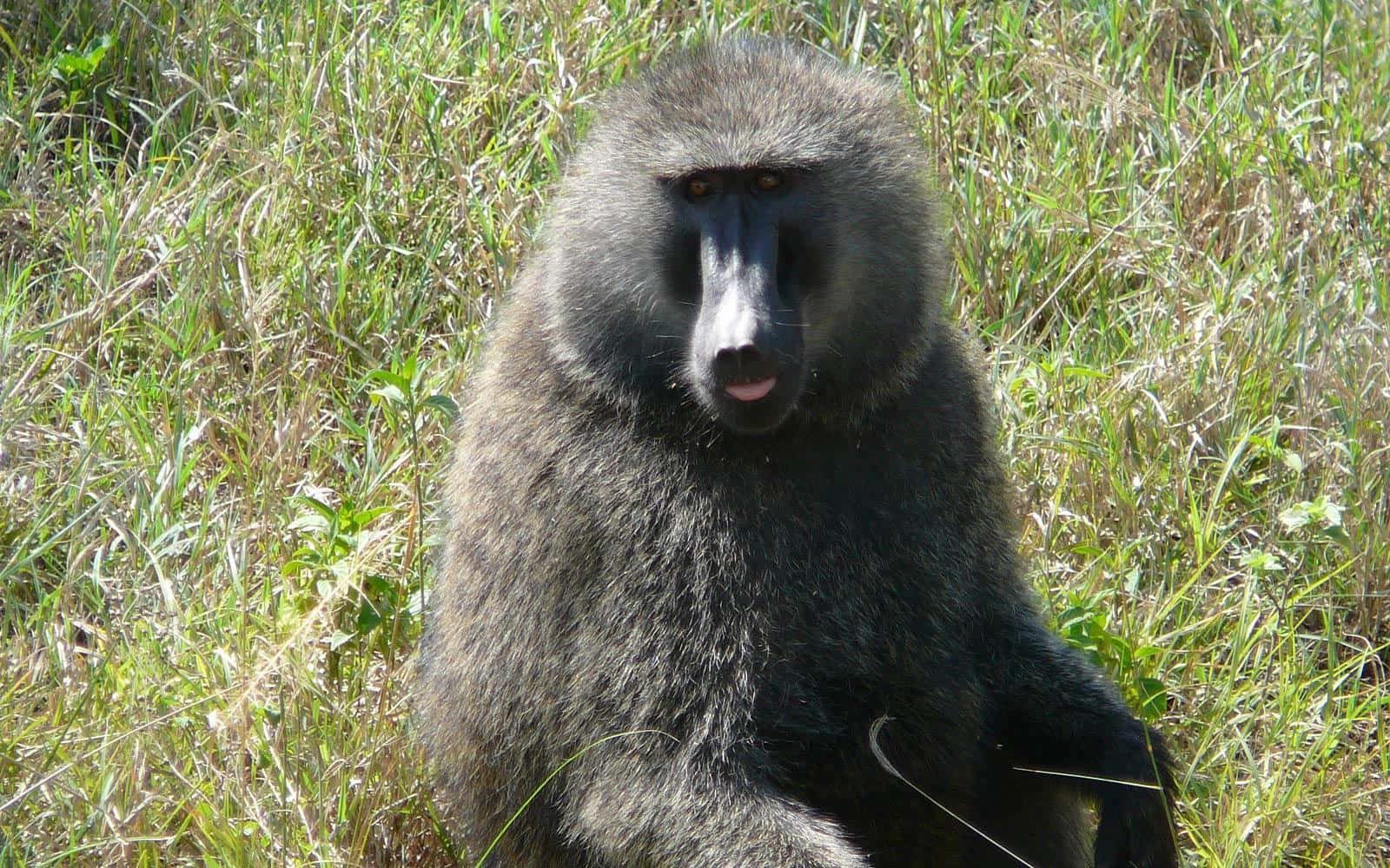 Baboonin Grassland.jpg Wallpaper