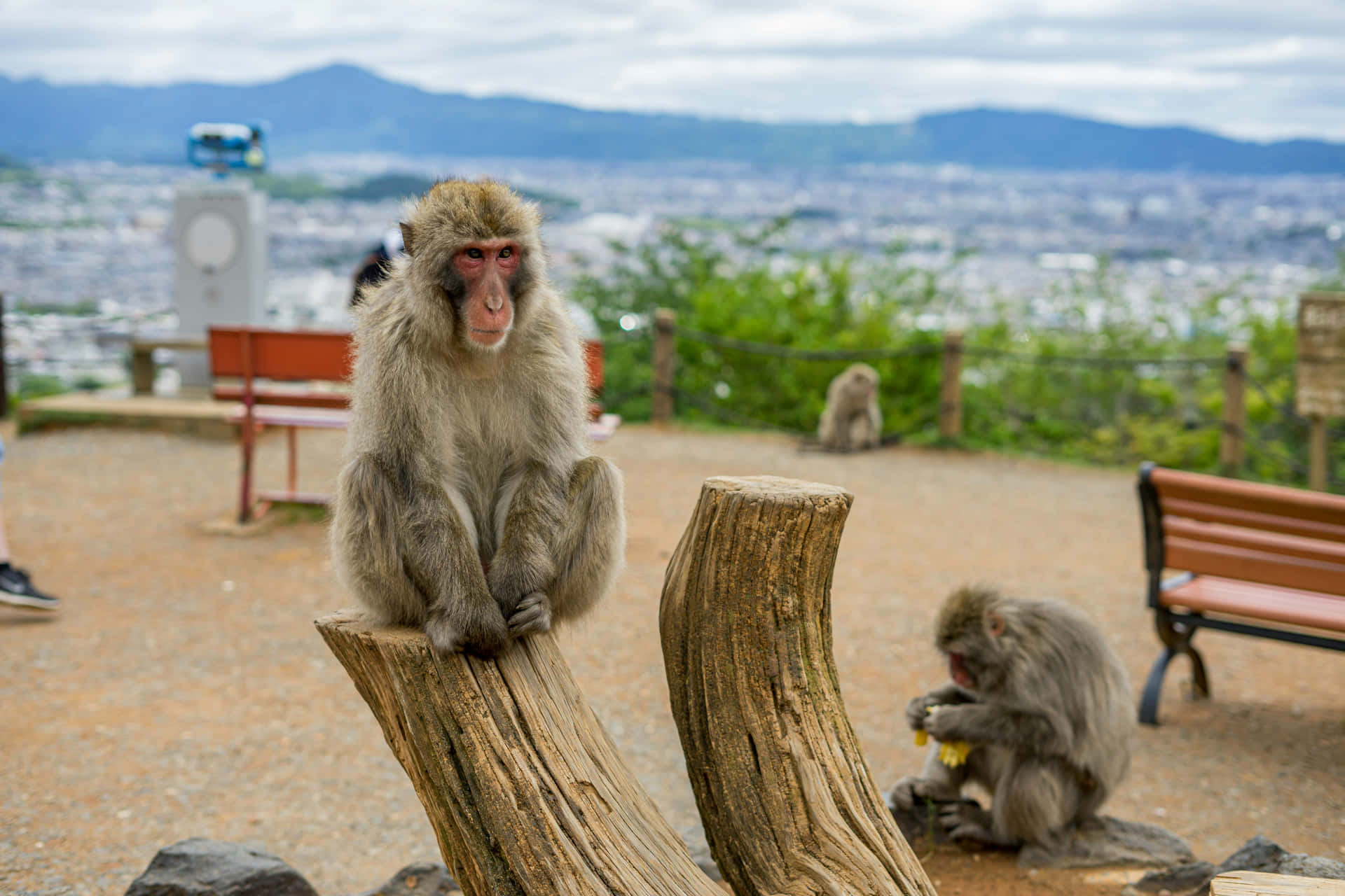 Baboons_at_ Mountain_ Viewpoint Wallpaper