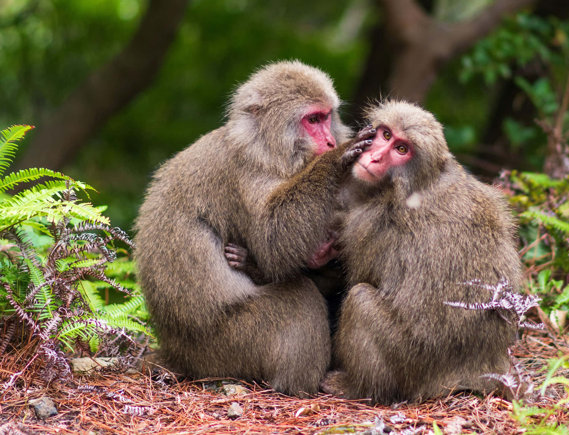 Baboons Groomingin Nature.jpg Wallpaper