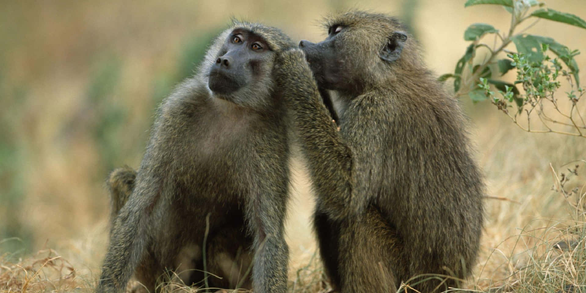 Bavianen Verzorgend In De Wildernis Achtergrond